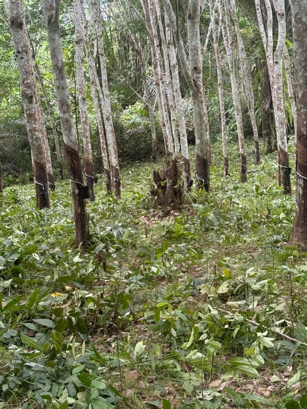 Rubber Plantation